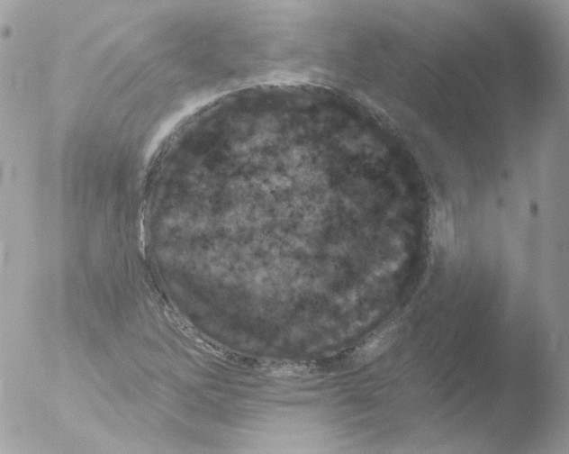 X0000051891262200507151929