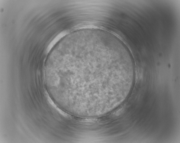 X0000051891290200507151929