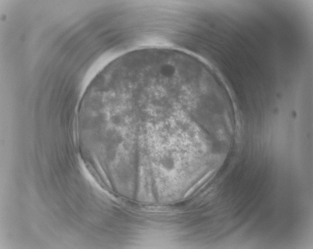 X0000051891295200507151929