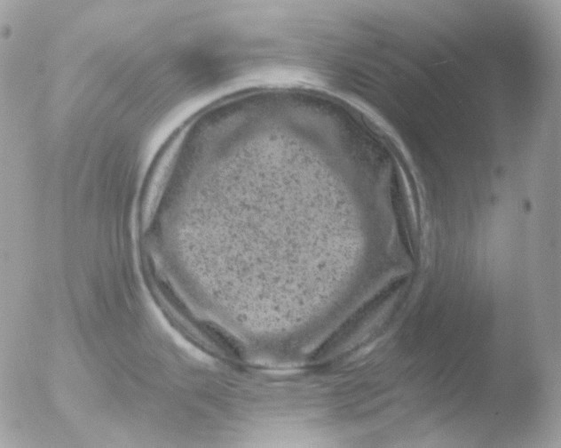 X0000051891343200507151929