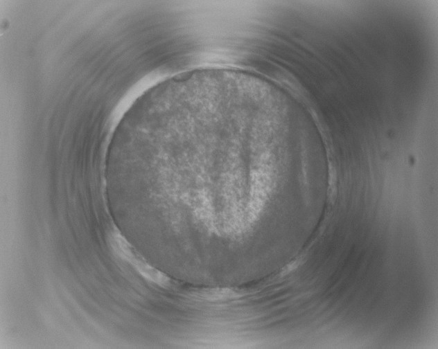 X0000051891435200507151927