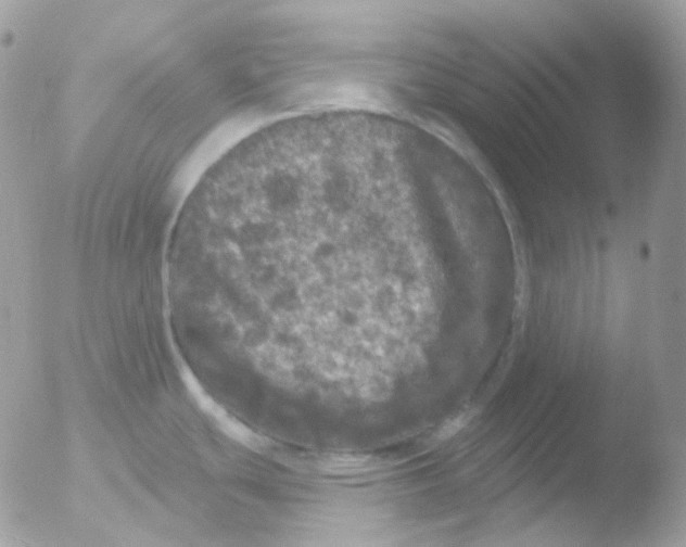 X0000051891439200507151927