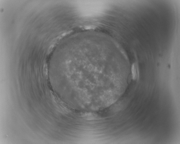 X0000051891443200507151926