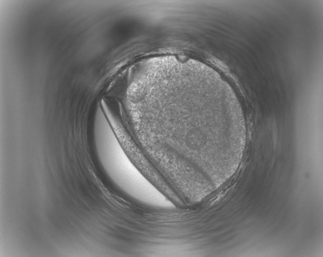 X0000051890154200507222025