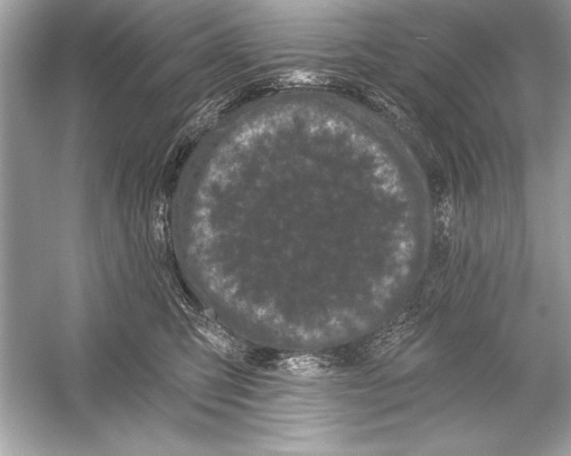 X0000051890423200507222021