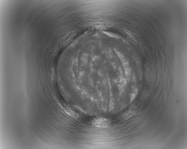 X0000051890459200507222020