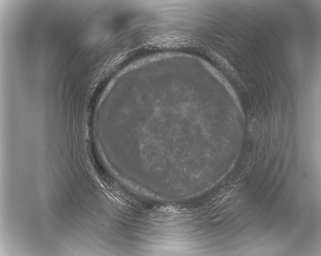 X0000051890635200507222017