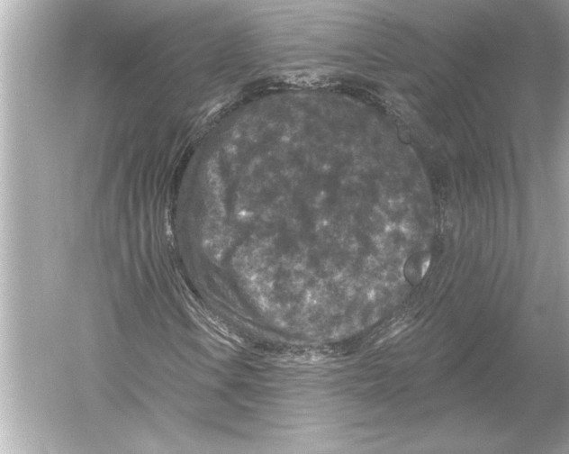 X0000051891106200507222008