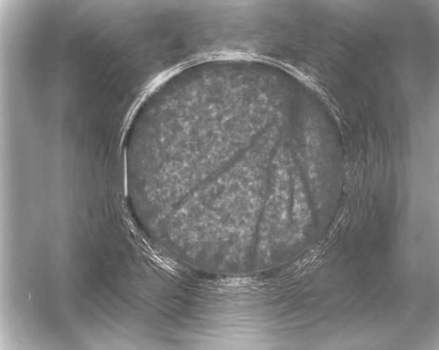 X0000051891223200507222007