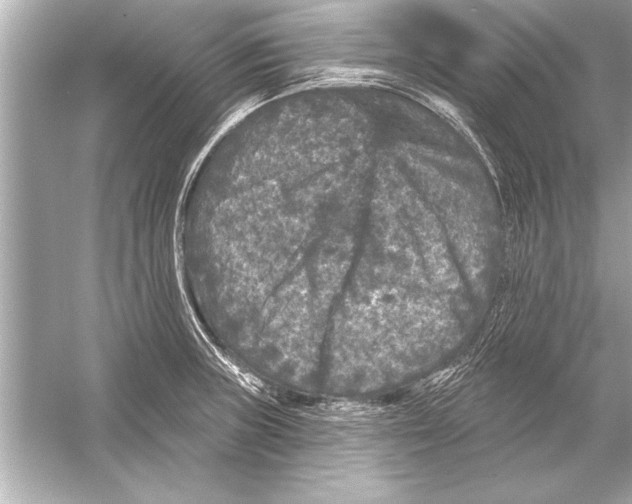 X0000051891235200507222007