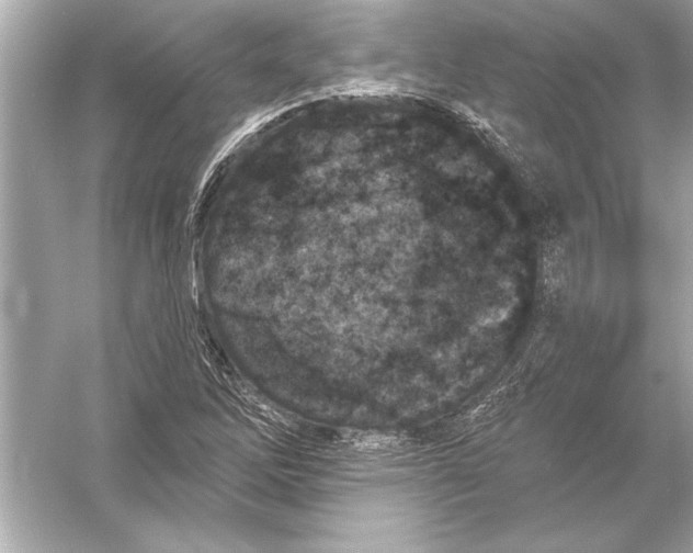 X0000051891262200507222006