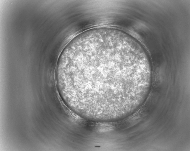 X0000051891338200507222006