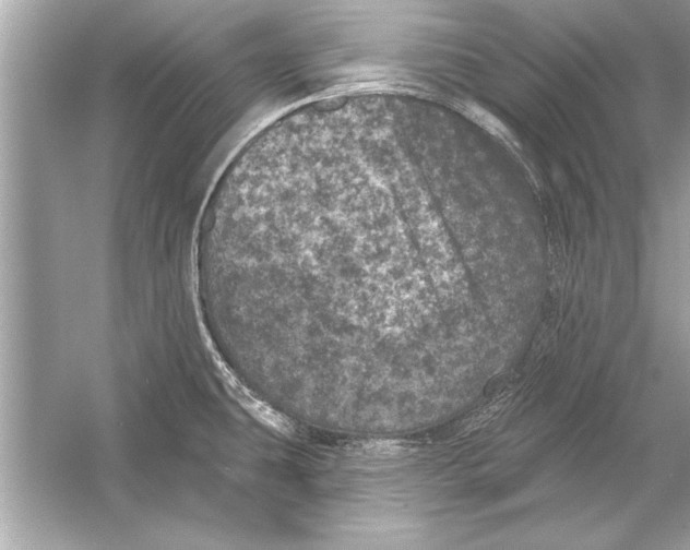 X0000051891431200507222004