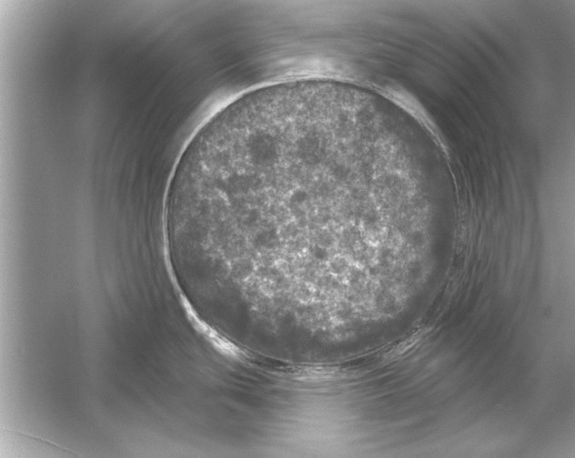 X0000051891439200507222004