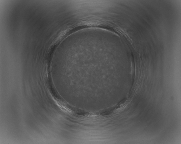 X0000051900205200507011516