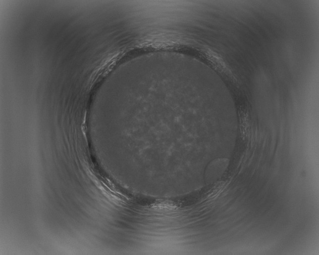X0000051900644200507011508