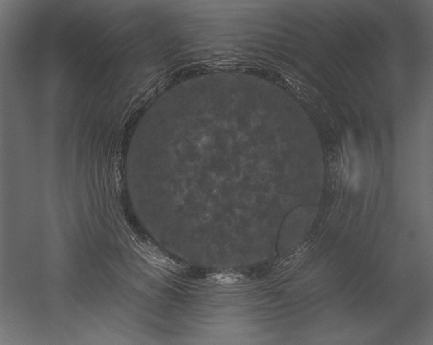 X0000051900654200507011508