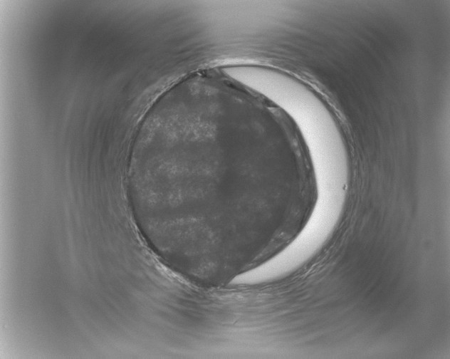 X0000051900385200507222047