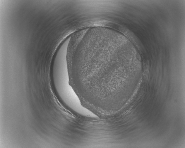 X0000051900386200507222047