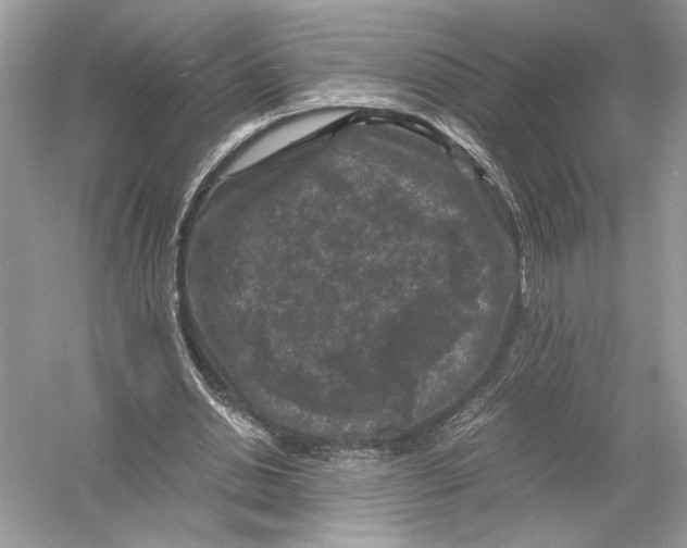 X0000051900438200507222046