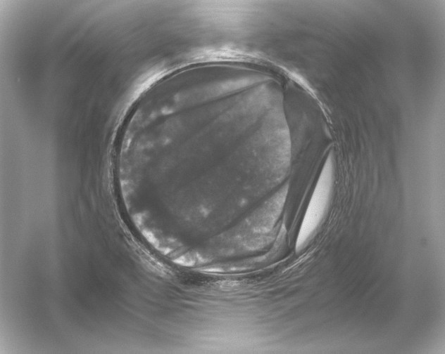 X0000051901463200507222029