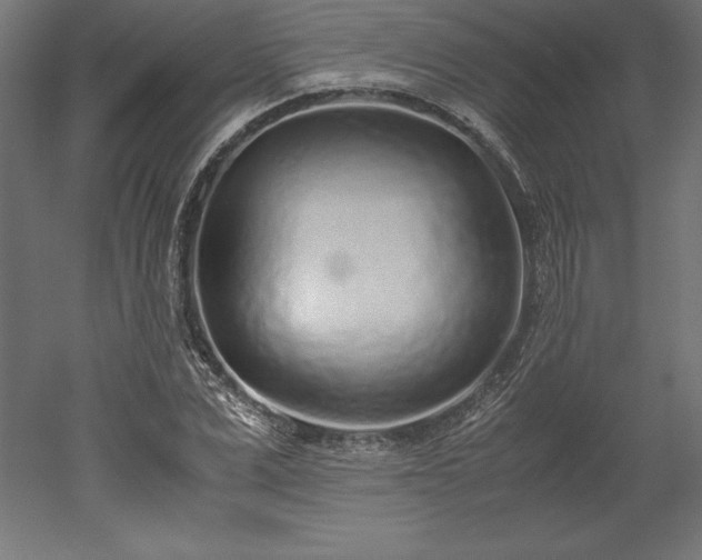 X0000051910975200507011529