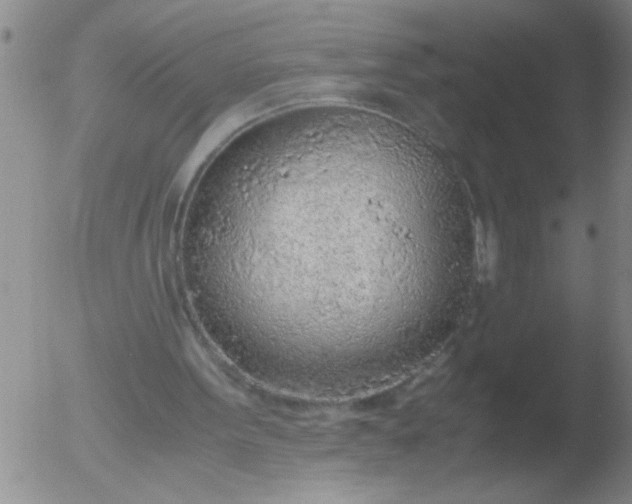 X0000051910099200507082040