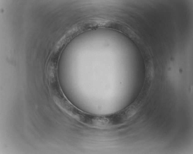 X0000051910215200507082038