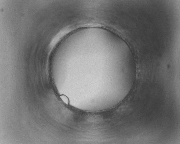 X0000051910296200507082036