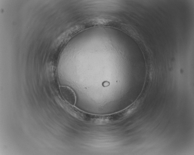 X0000051910366200507082035