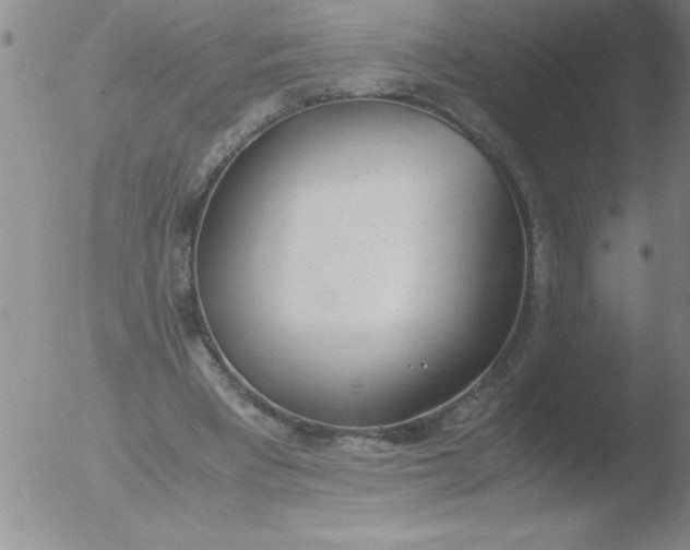 X0000051910393200507082035