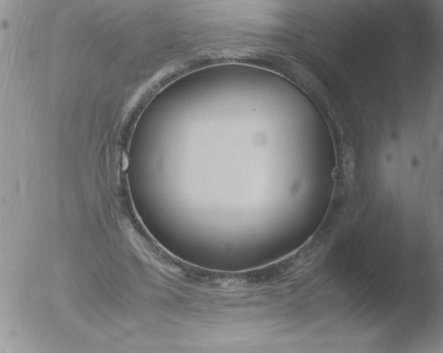 X0000051910395200507082035