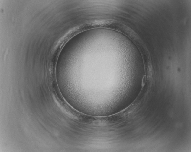 X0000051910444200507082033