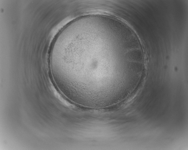 X0000051910995200507082025