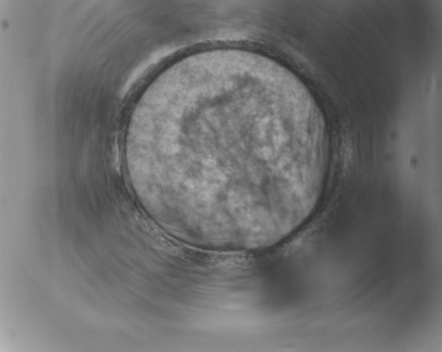 X0000051911262200507082020