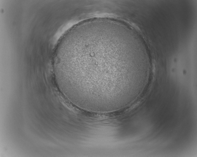 X0000051911263200507082020