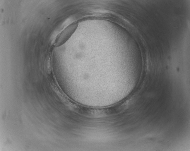 X0000051911362200507082019