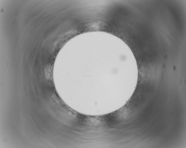 X0000051910423200507152036