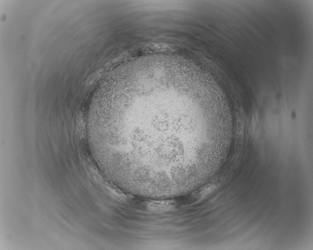 X0000051910465200507152035