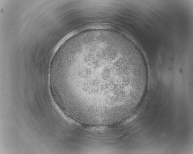 X0000051910853200507152029