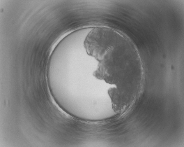 X0000051910855200507152029