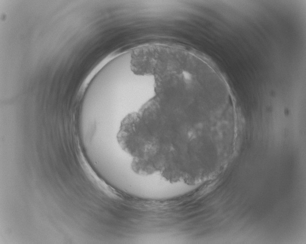 X0000051910859200507152029