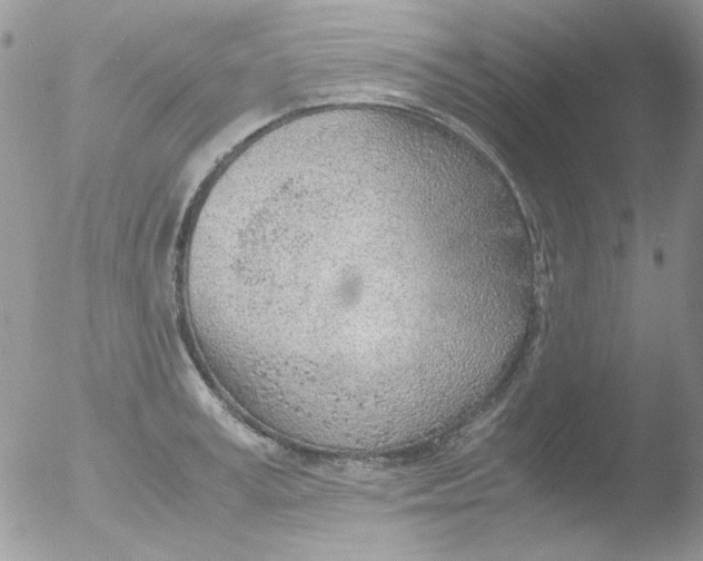 X0000051910995200507152026