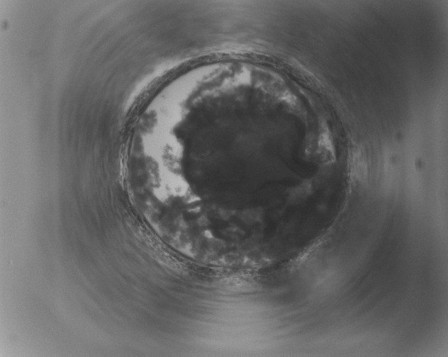 X0000051921262200507082046