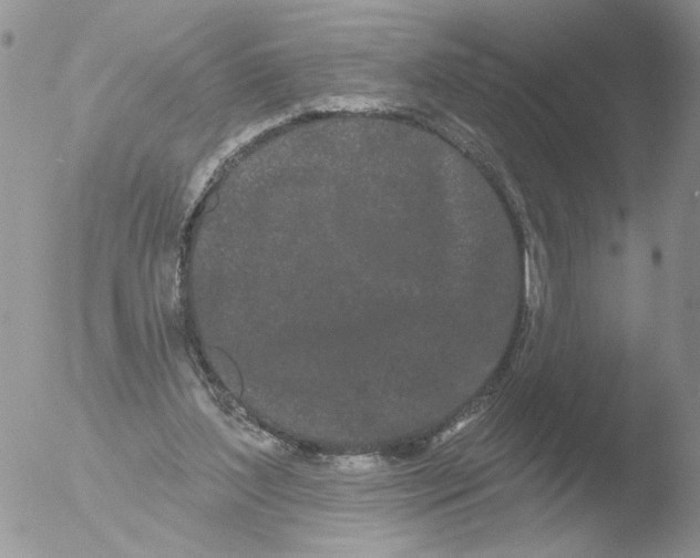 X0000051920204200507152105