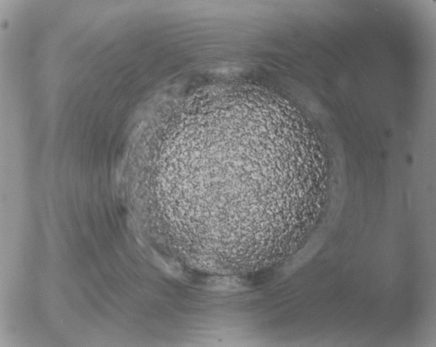 X0000051920528200507152100