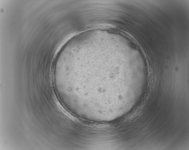 X0000051920851200507152055