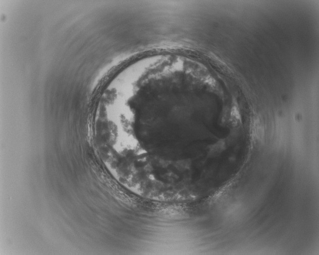 X0000051921262200507152048