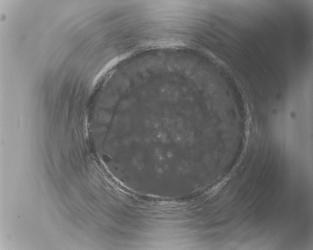 X0000051921306200507152046