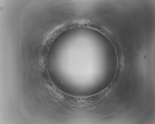 X0000051921398200507152045